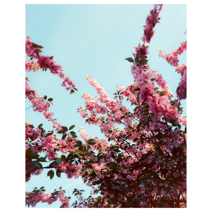 Pink cherry blossoms are visible against a clear blue sky.