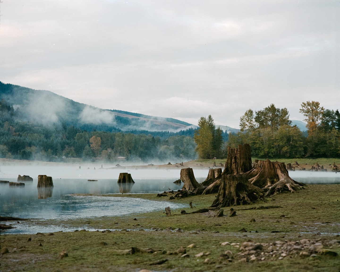 Tree stumps are visible in a misty lake with a forest and mountains in the background.