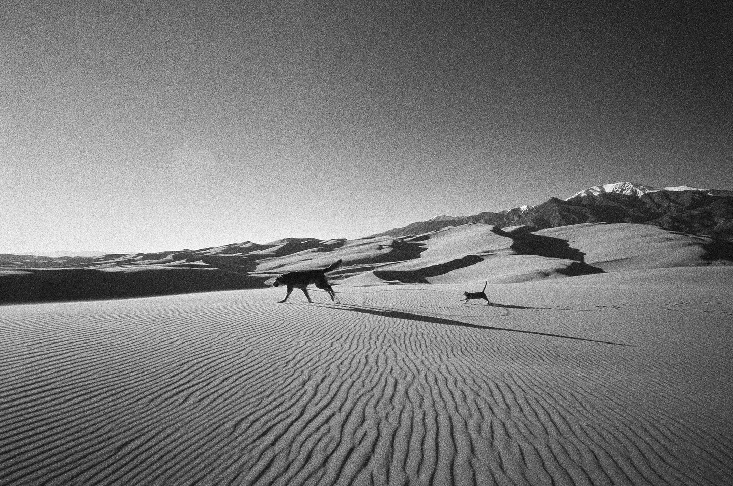 A dog and a cat run across sand dunes with mountains in the background.