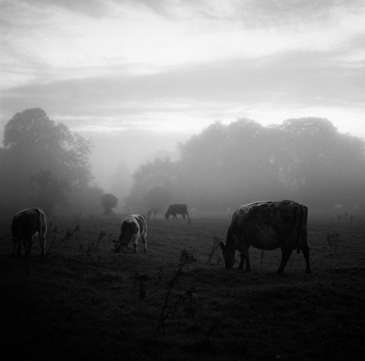 Several cows graze in a field shrouded in fog with trees in the background.