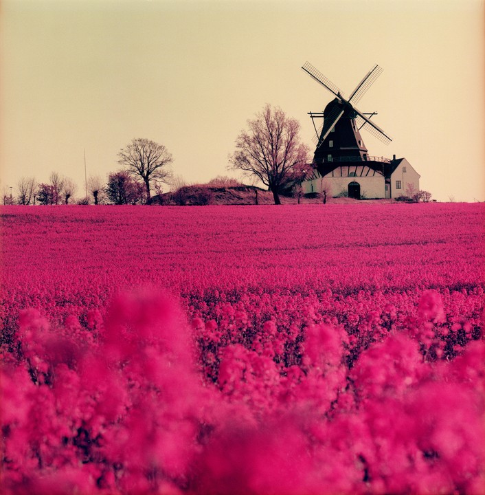 A windmill stands on a hill overlooking a vibrant magenta field.