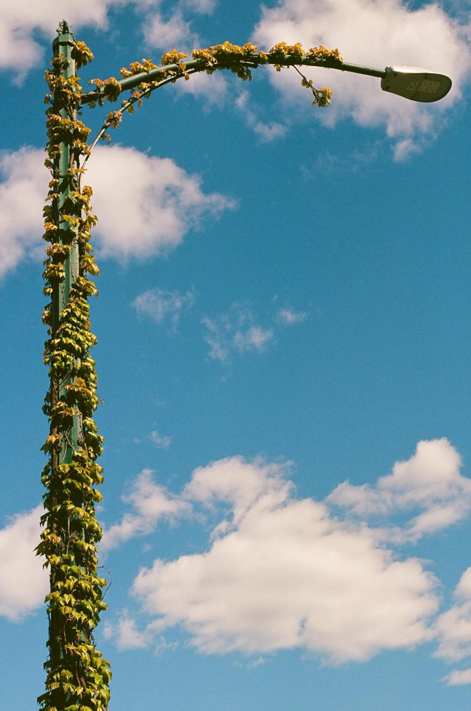 A street light pole covered in green vines stands against a bright blue sky with white clouds.