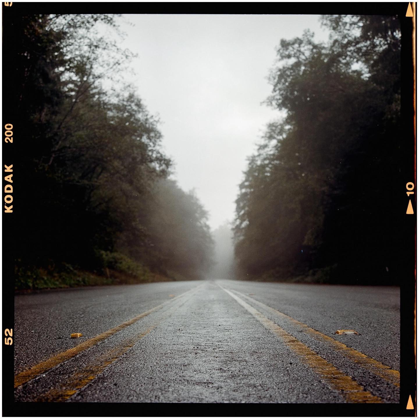 A wet road with yellow lines leads into a hazy forest.