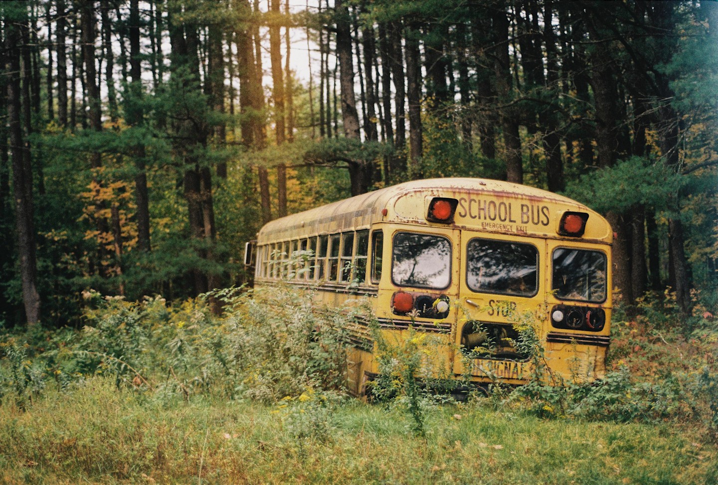 An old yellow school bus is abandoned in a forest clearing, surrounded by overgrown grass and trees.