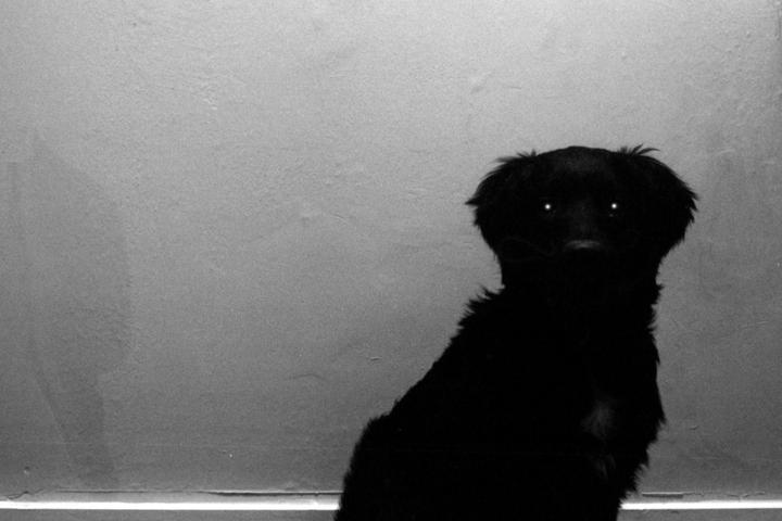 A black dog with glowing eyes sits in front of a plain wall.