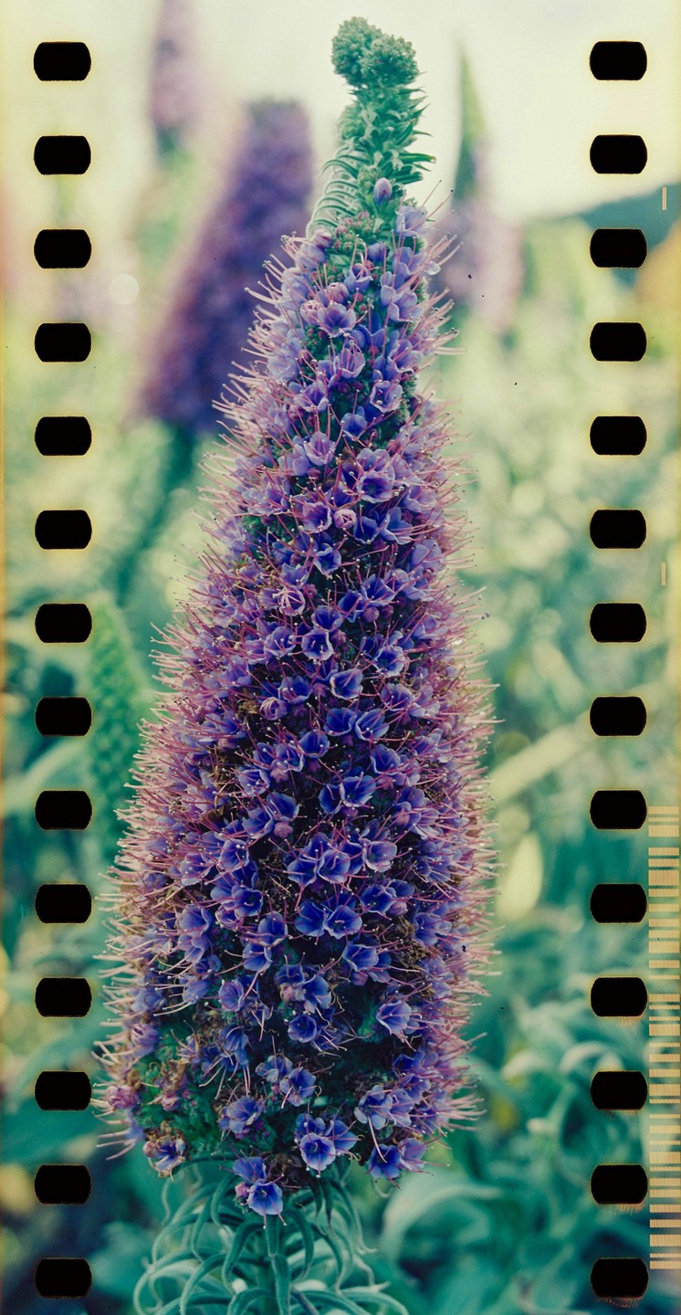 A tall purple flower with many small blossoms stands in a garden.