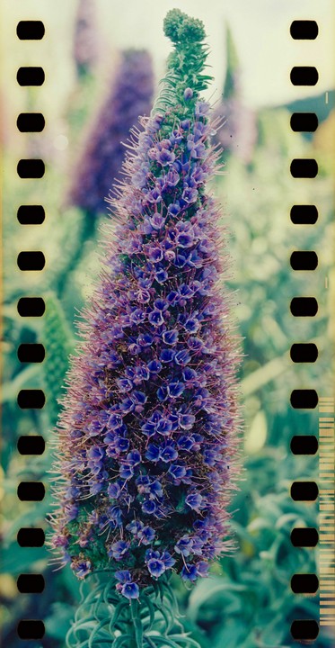 A tall purple flower with many small blossoms stands in a garden.