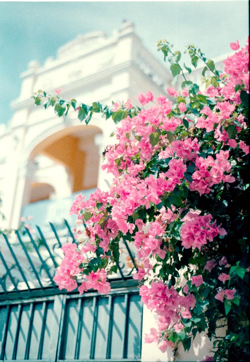 Pink bougainvillea flowers grow over a metal fence in front of a white building with an archway.