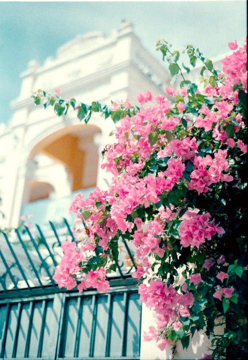Pink bougainvillea flowers grow over a metal fence in front of a white building with an archway.