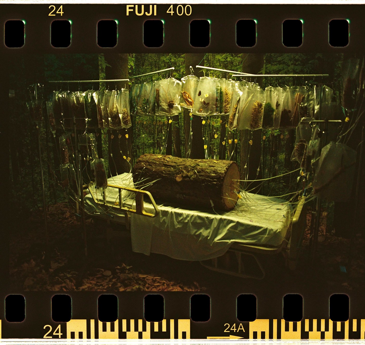A tree trunk lies on a hospital bed in a forest, surrounded by hanging bags with tubes.