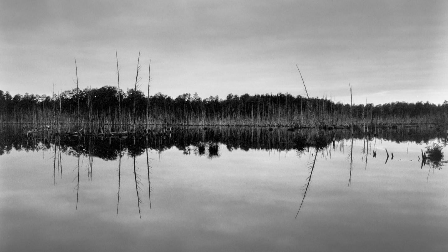 A panoramic black and white landscape shows a still body of water reflecting a distant forest and numerous bare trees emerging from the water.