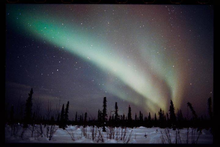 The aurora borealis illuminates a snowy landscape with a line of evergreen trees under a starry night sky.