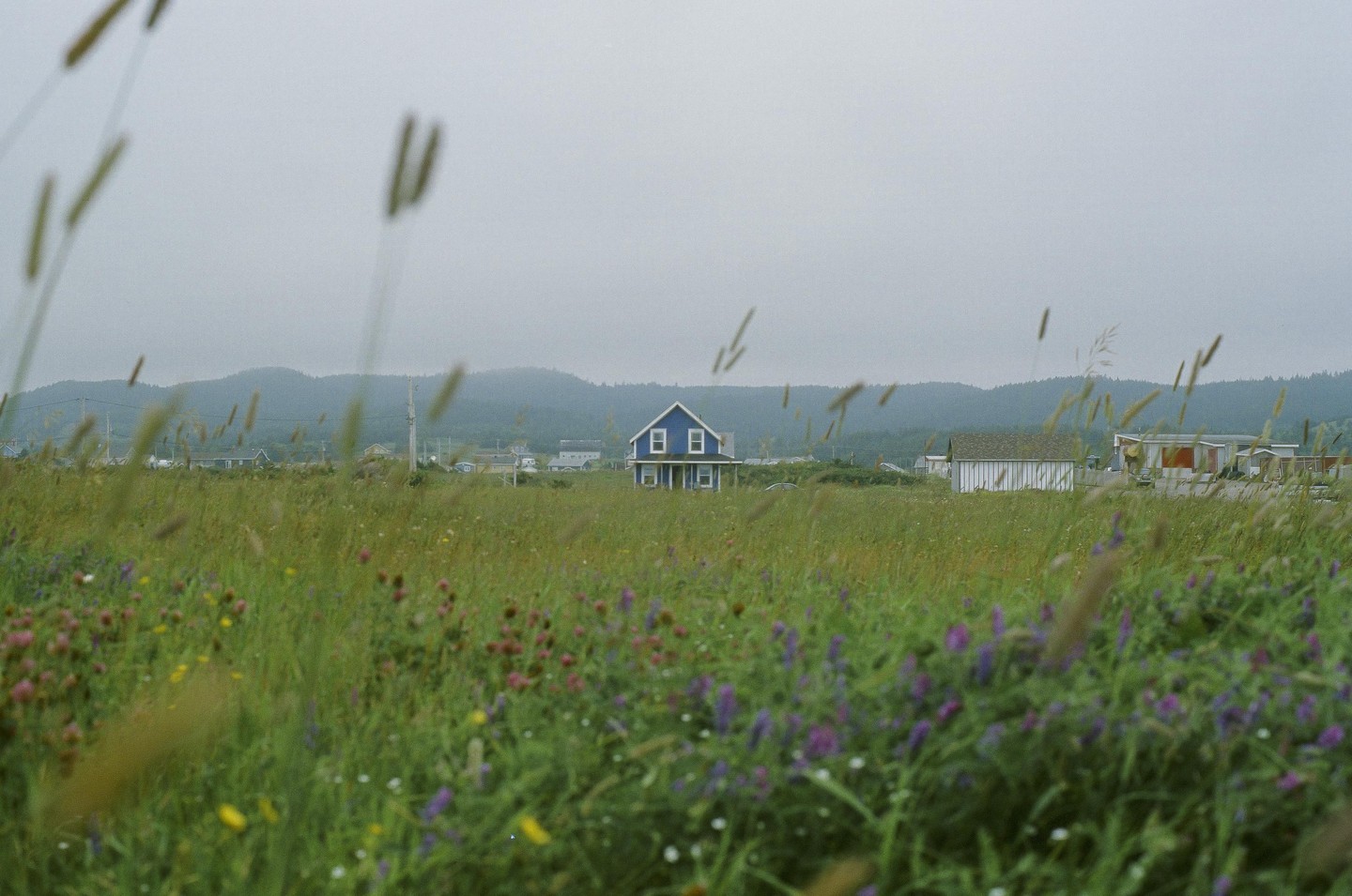 A blue house stands in a field of wildflowers with mountains in the background under a hazy sky.