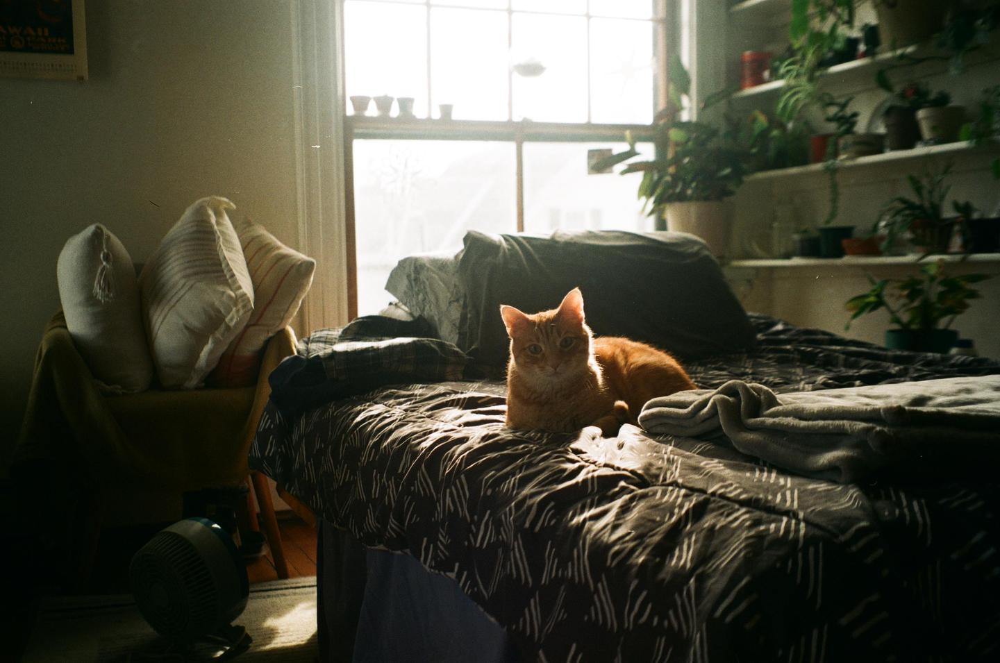 An orange cat lies on a bed in a sunlit room with plants on shelves.