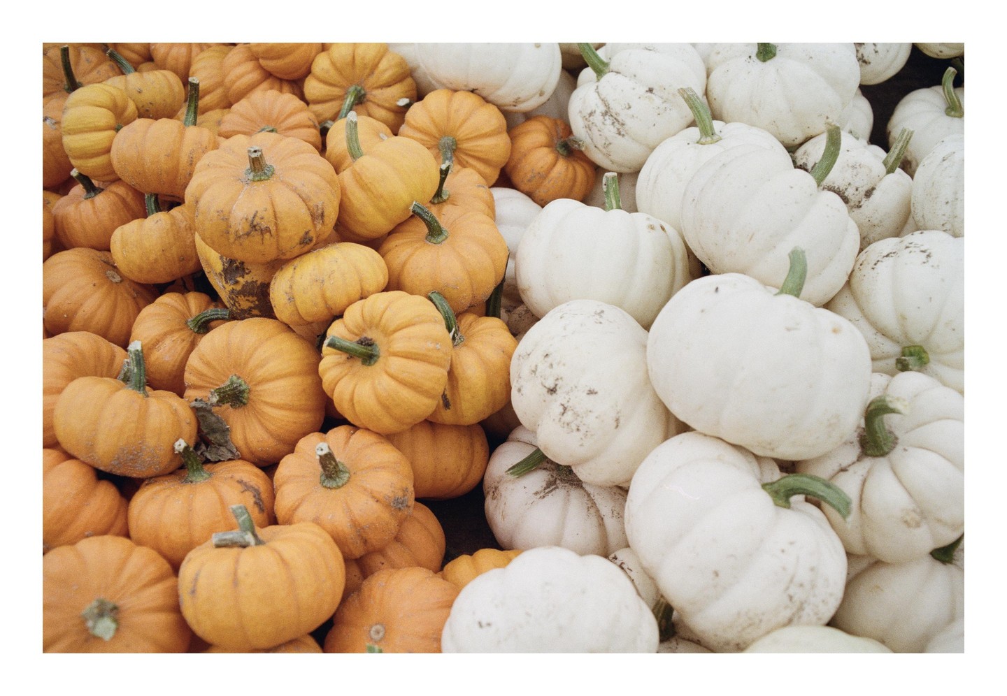 A large pile of small orange and white pumpkins are shown from above.