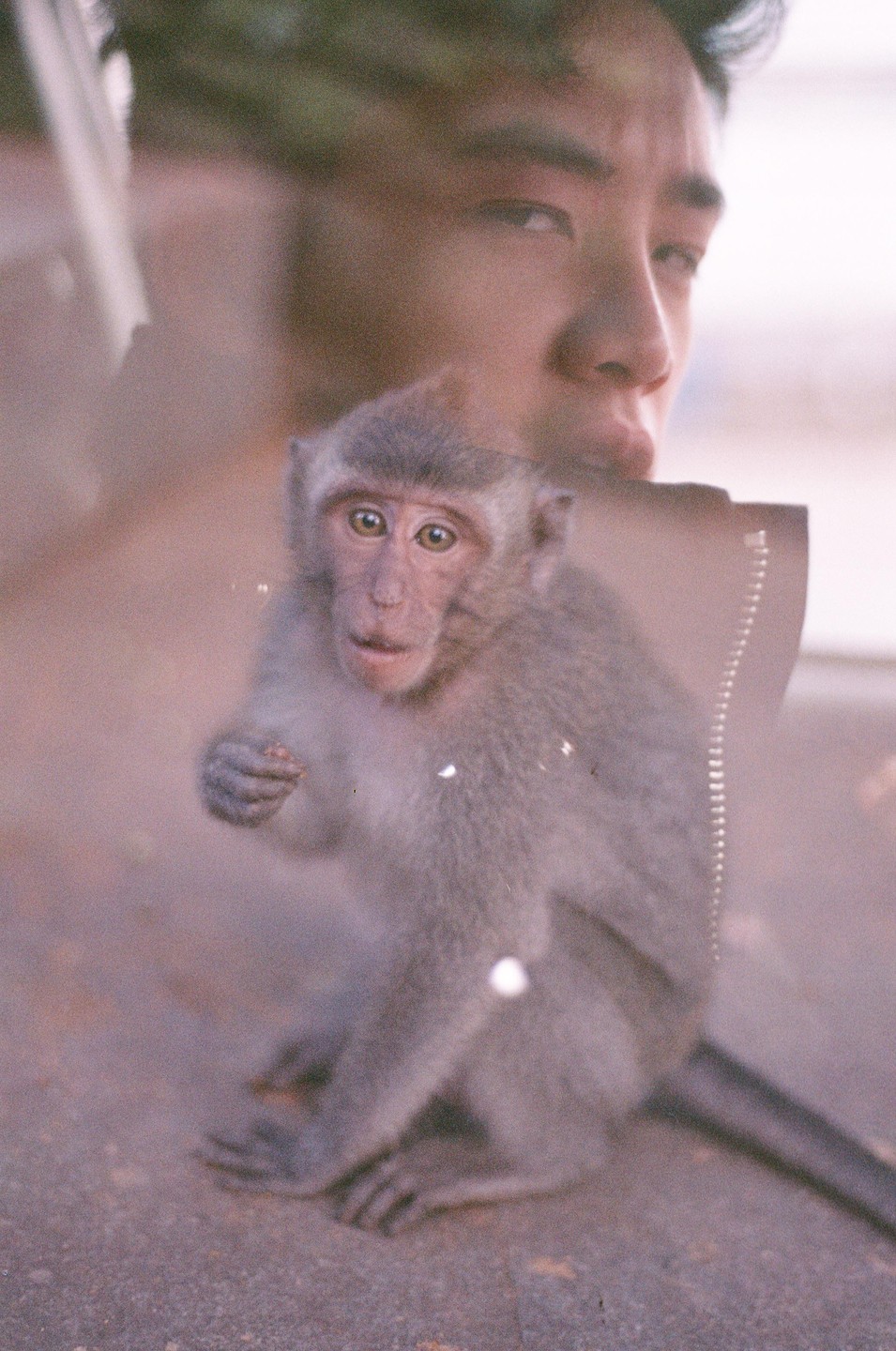A monkey is double exposed over a man's face.