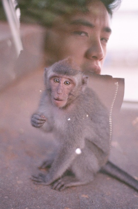 A monkey is double exposed over a man's face.