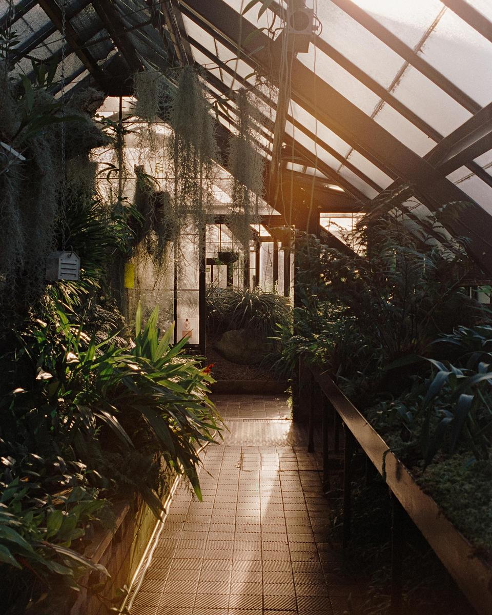 Sunlight streams through the glass roof of a greenhouse, illuminating a tiled walkway lined with lush plants.