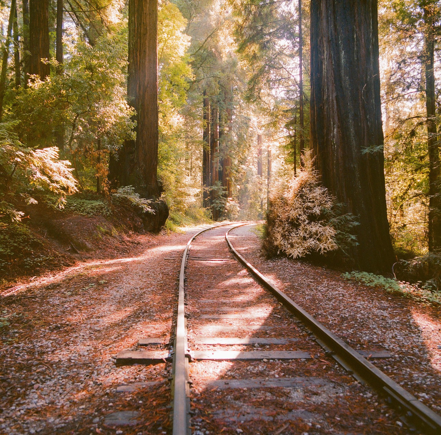 A single train track curves through a forest with tall trees and dappled sunlight.