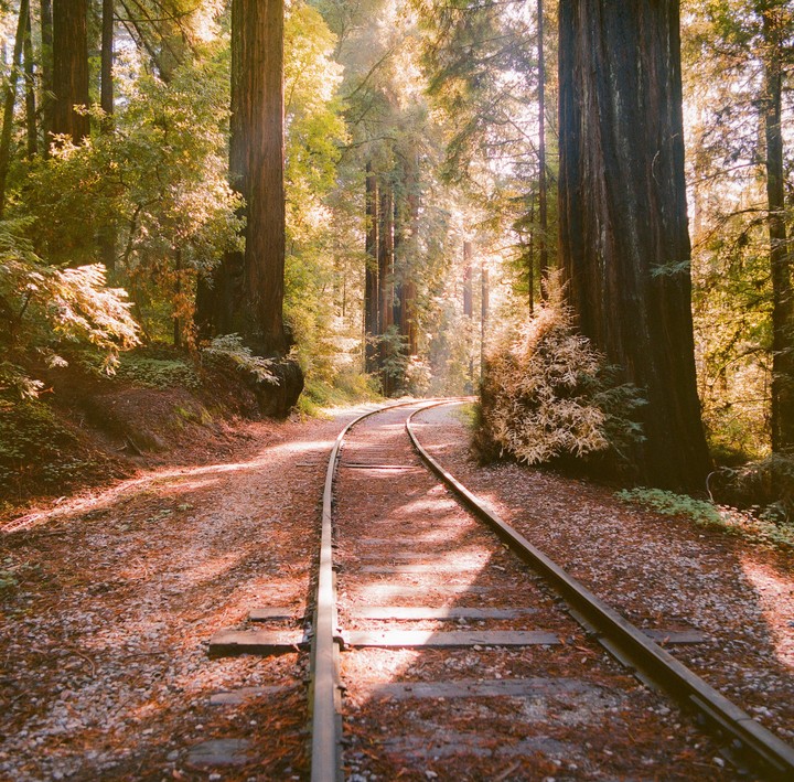 A single train track curves through a forest with tall trees and dappled sunlight.