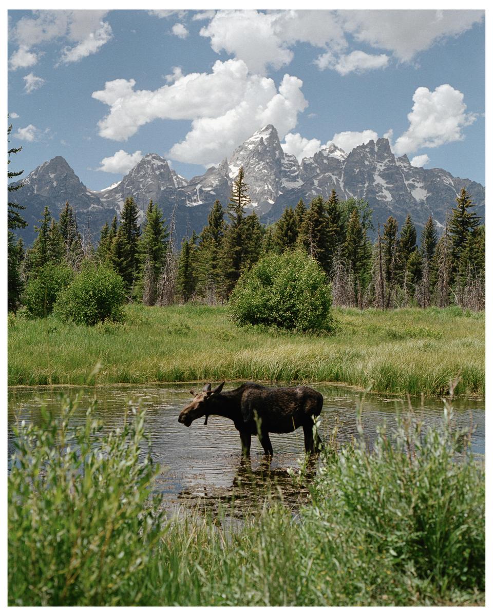 A moose stands in a shallow body of water with mountains and trees in the background.