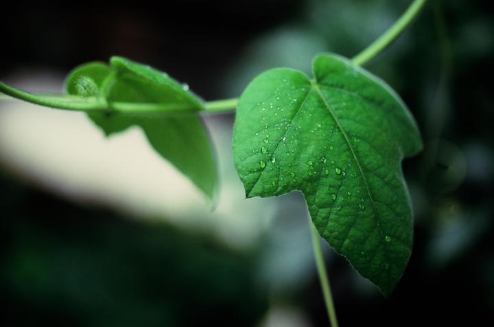 A close-up shows water droplets on a green leaf.
