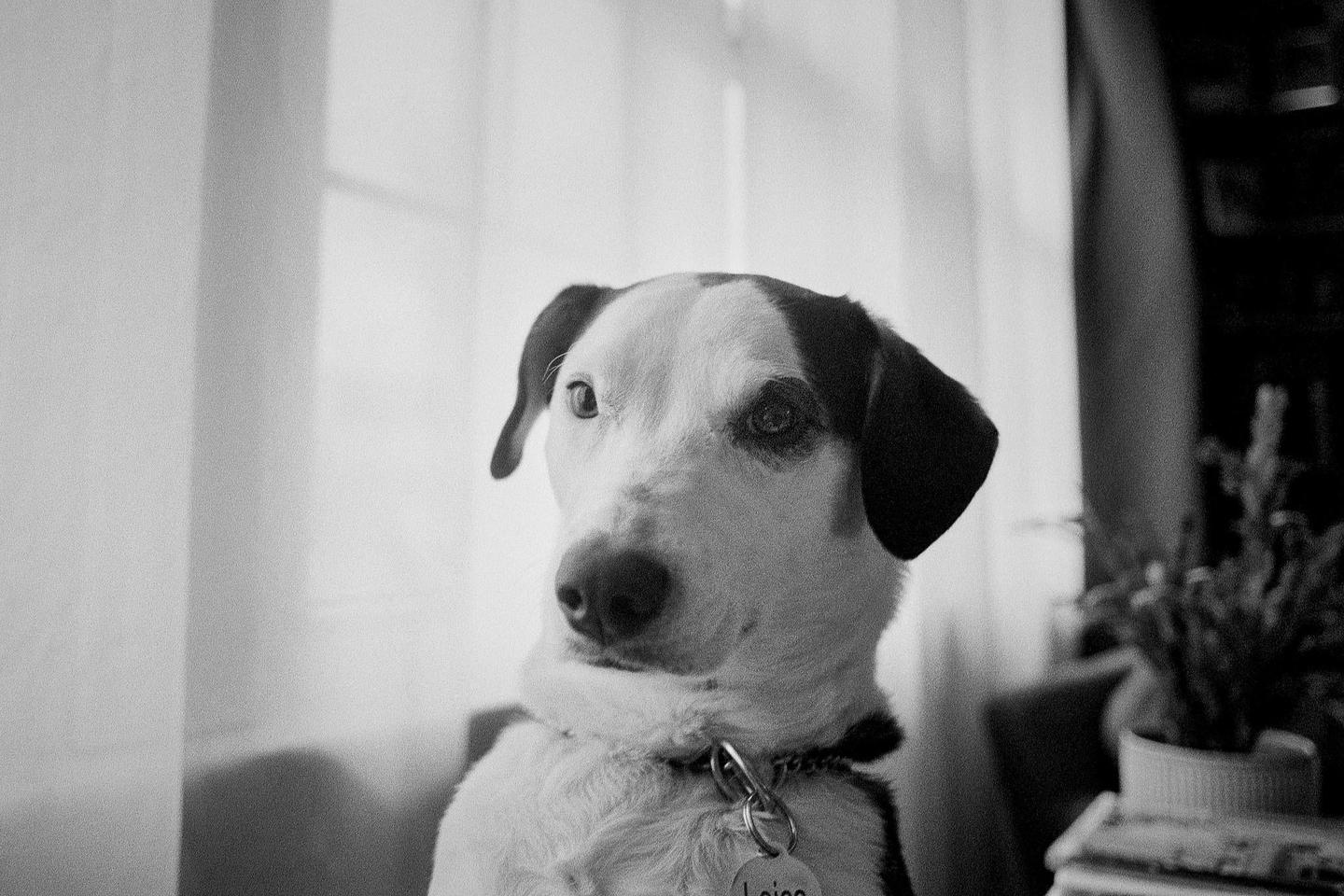 A black and white dog with a collar and tag looks directly forward.