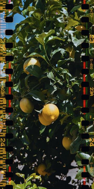 A lemon tree with ripe lemons hangs from its branches under a bright sky.
