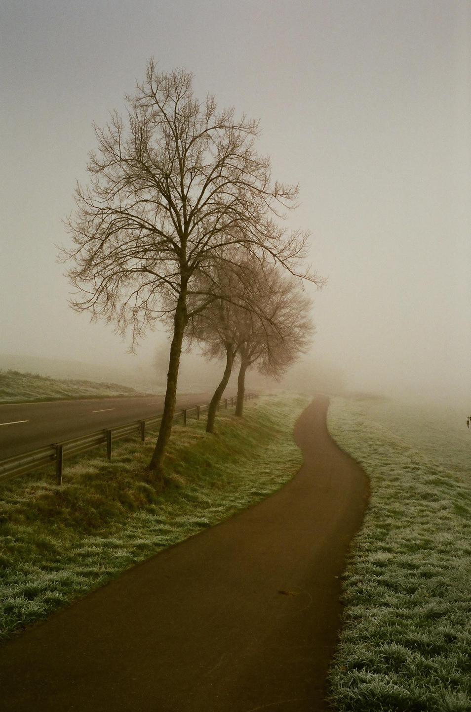 A winding path and a road run parallel to each other, separated by a line of trees, all shrouded in thick fog.