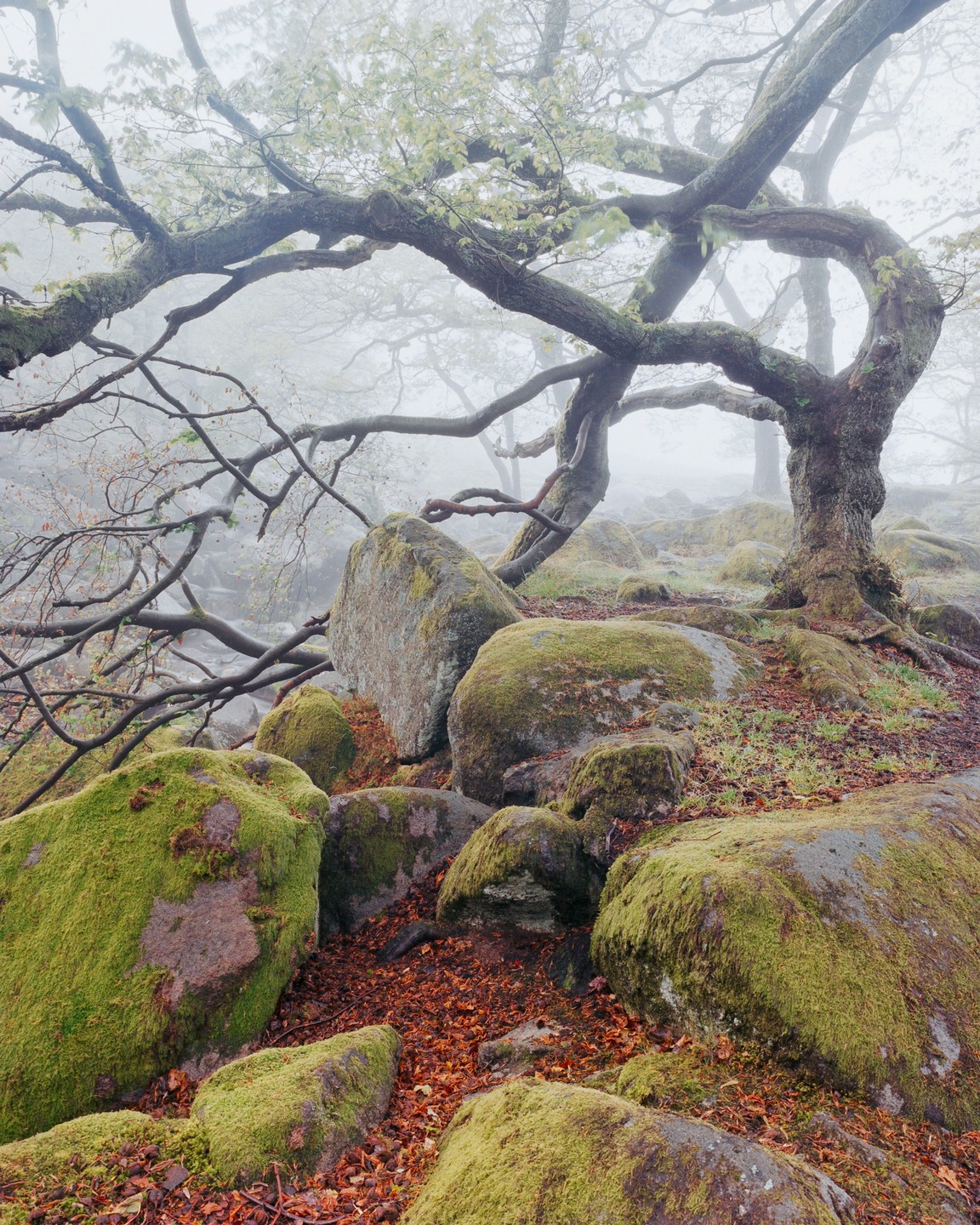 A gnarled tree with light green leaves grows among moss-covered boulders and fallen autumn leaves in a hazy forest.