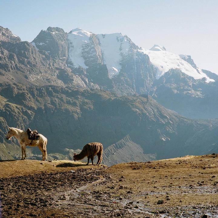 A horse and a llama stand on a dirt path with snow-capped mountains in the background.