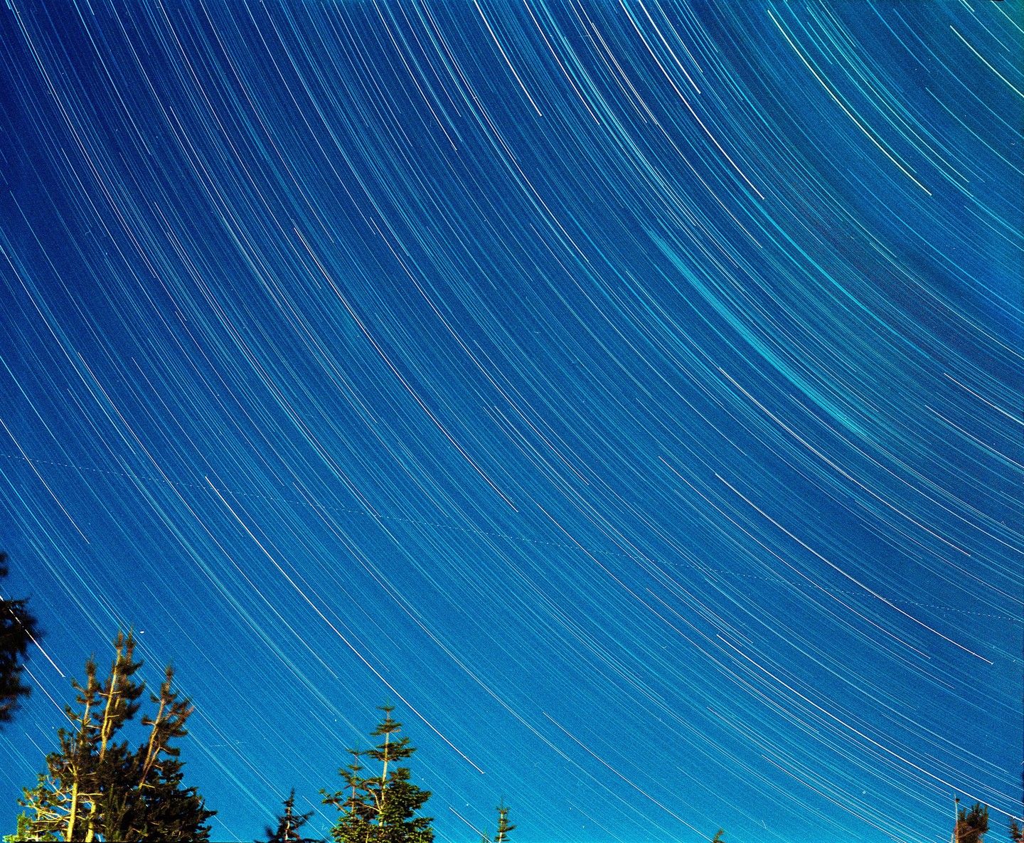 Star trails arc across a deep blue night sky above the tops of pine trees.