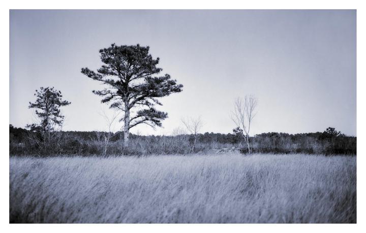 A field of tall grass is in the foreground with several trees and a forest in the background under a light sky.
