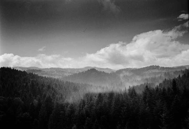 A vast forest of pine trees covers rolling hills under a cloudy sky, with mist rising from the trees.
