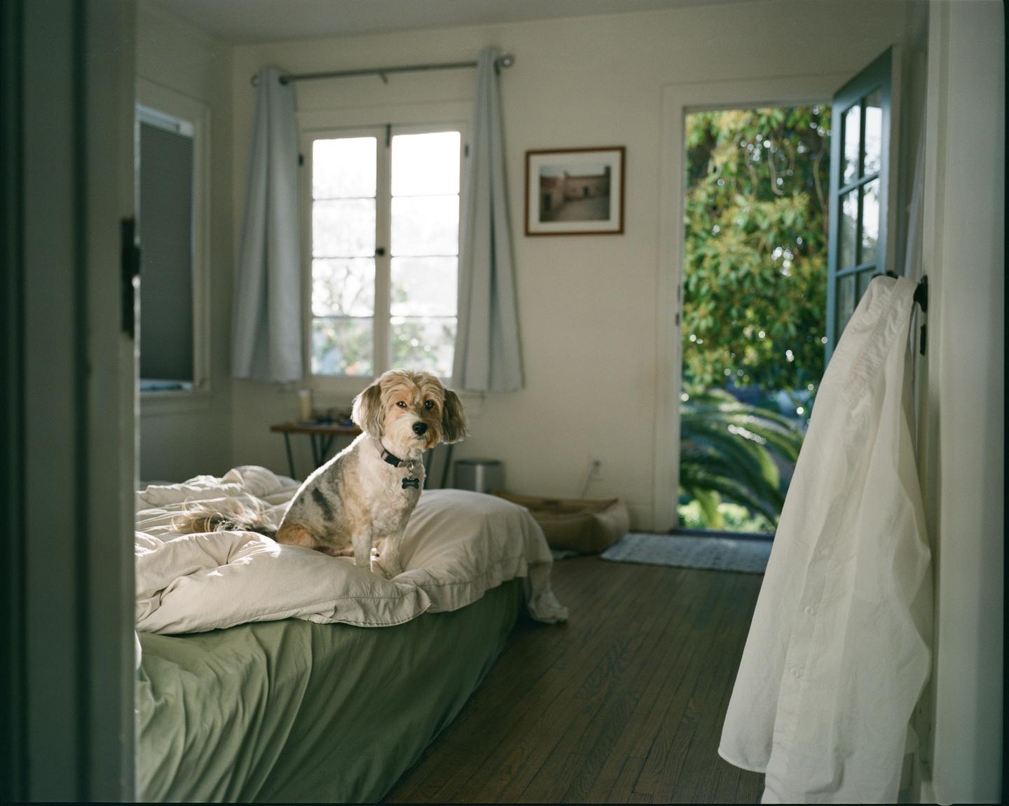 A small dog sits on a bed in a sunlit room with an open door leading to a lush outdoor area.