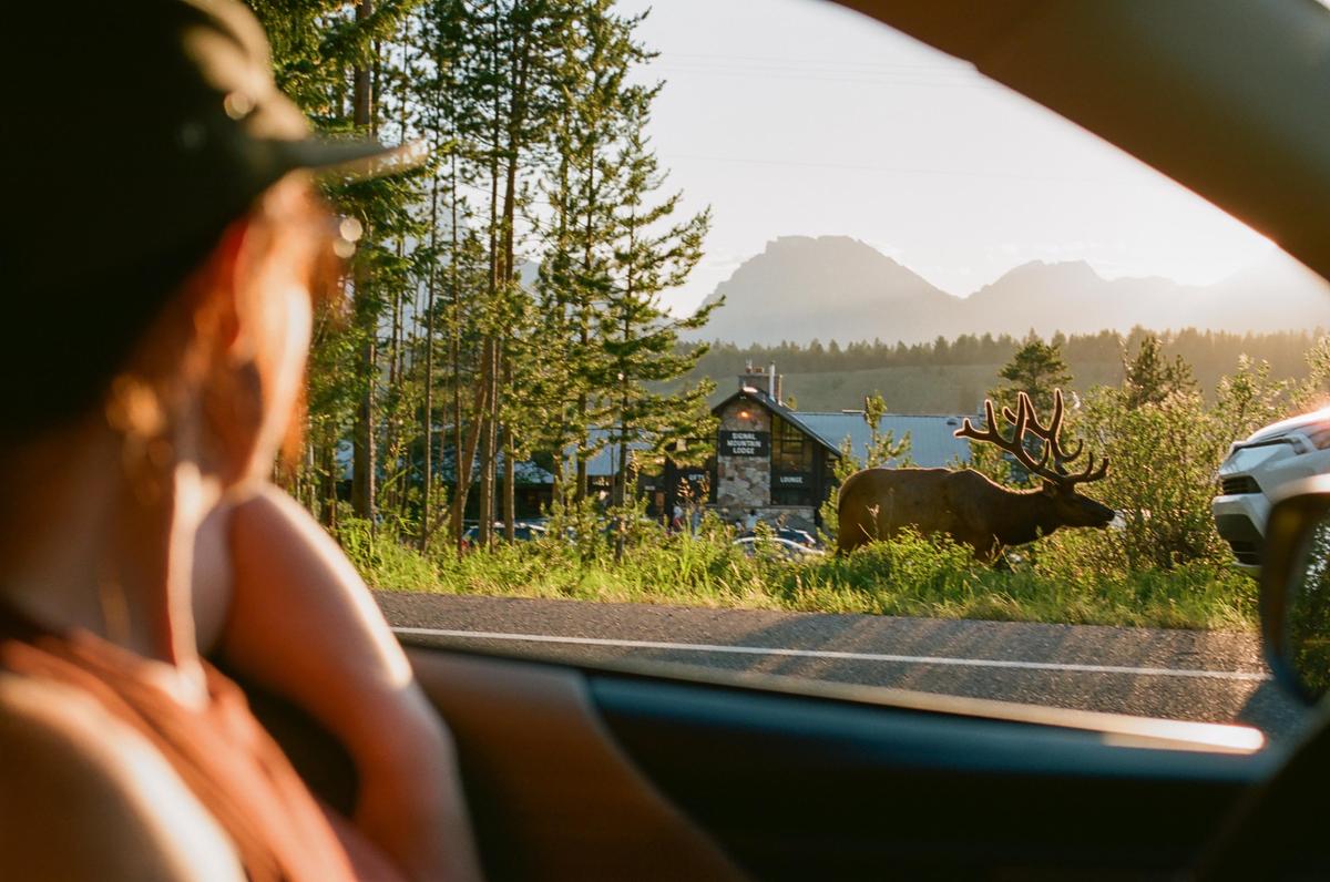 A person in a car looks out at an elk with large antlers standing by a road with a lodge and mountains in the background.