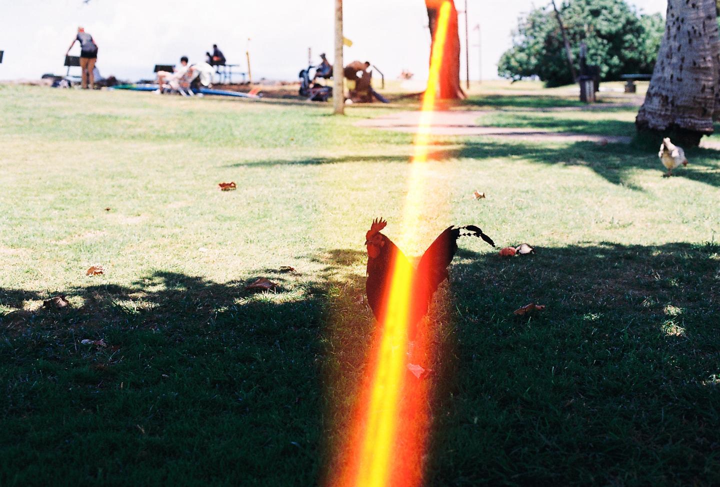 A rooster stands in a grassy area with a bright orange light leak across its body, and people are visible in the background.