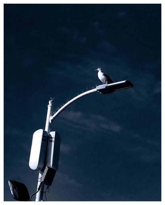 A seagull perches on a street light against a dark, cloudy sky.