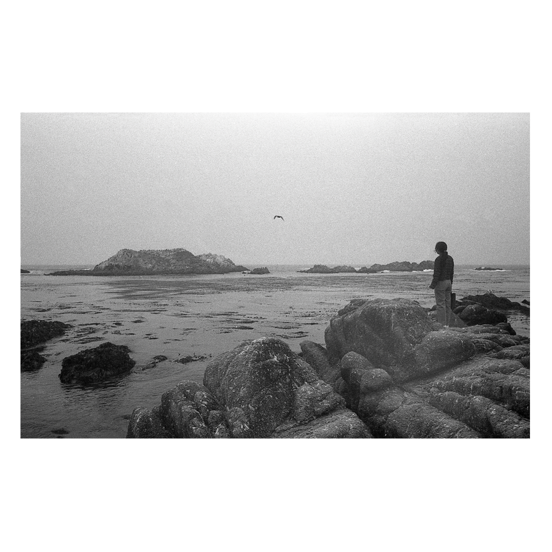 A person stands on a rocky shore looking out at the ocean with a bird flying overhead.