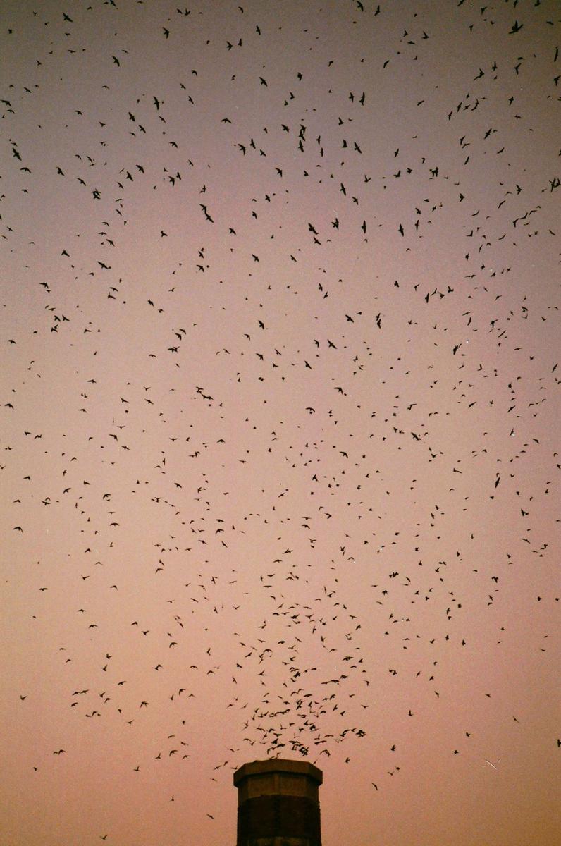 A large flock of birds flies above a water tower against a pink sky.