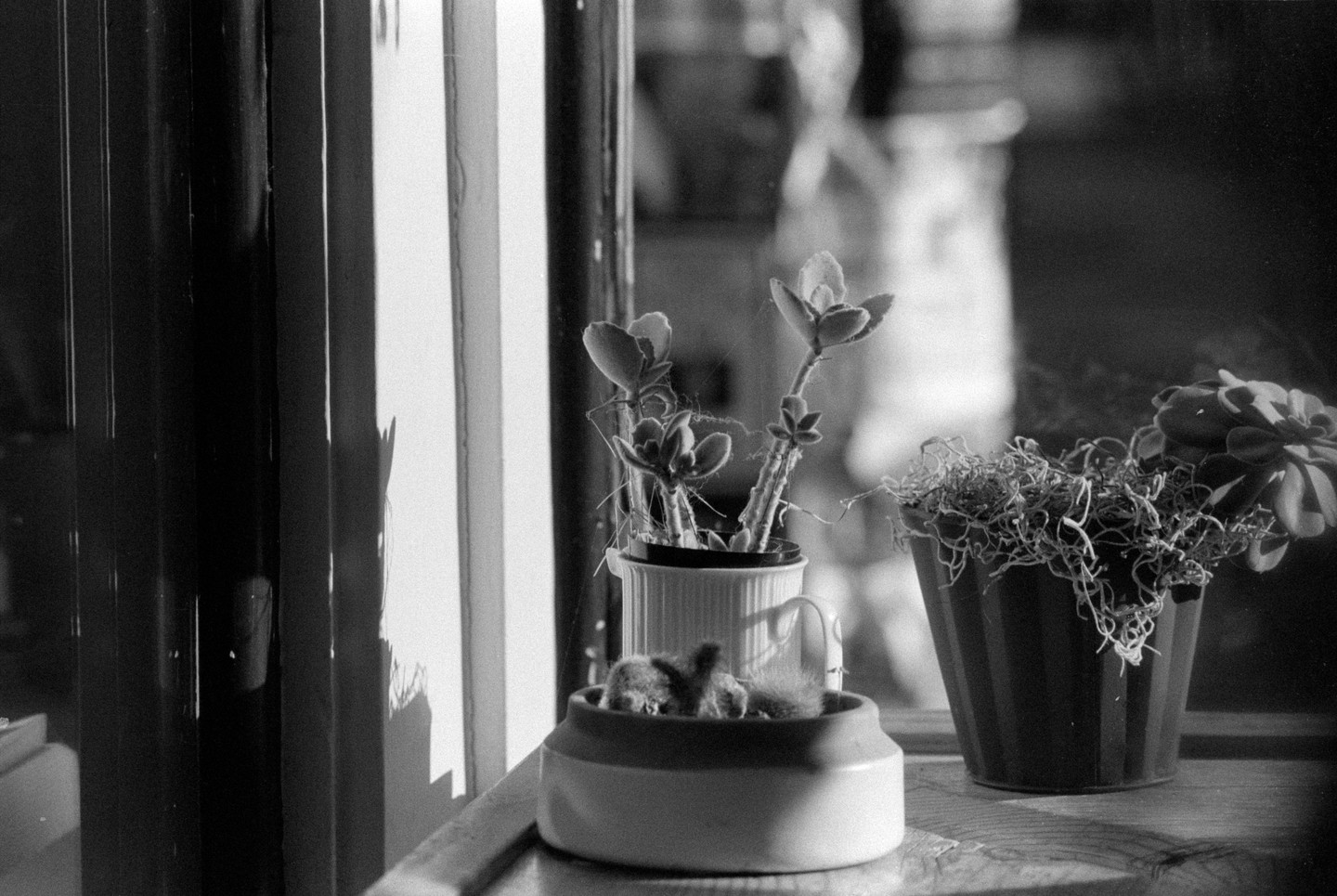 Three potted plants sit on a window sill, with light streaming in from the left.