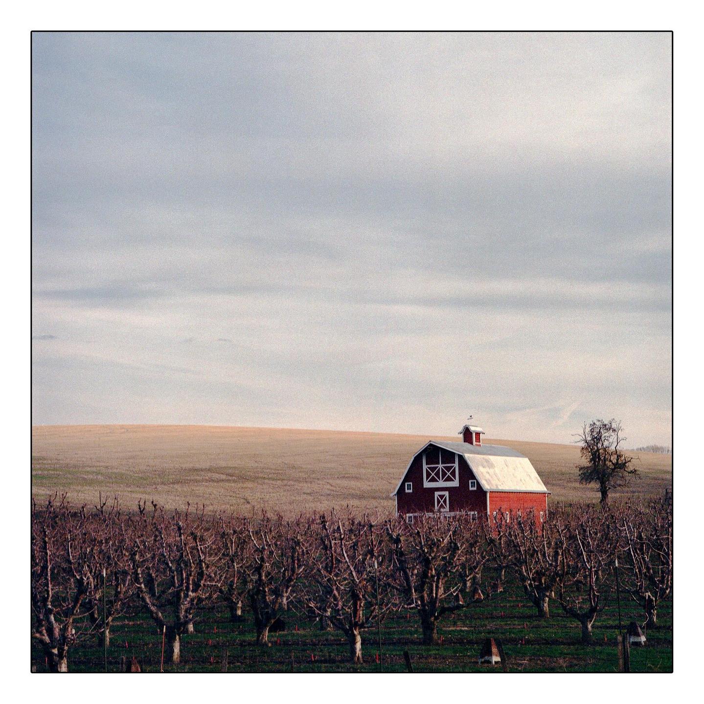 A red barn stands in a field of bare trees under a cloudy sky.