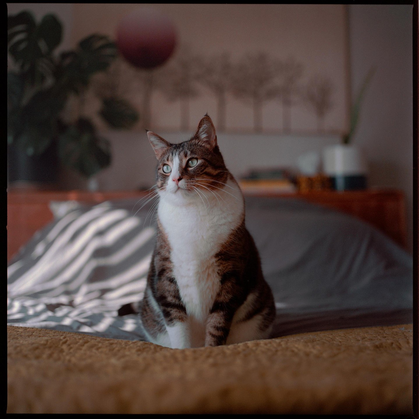 A tabby cat with white fur sits on a bed, looking up and to the left.