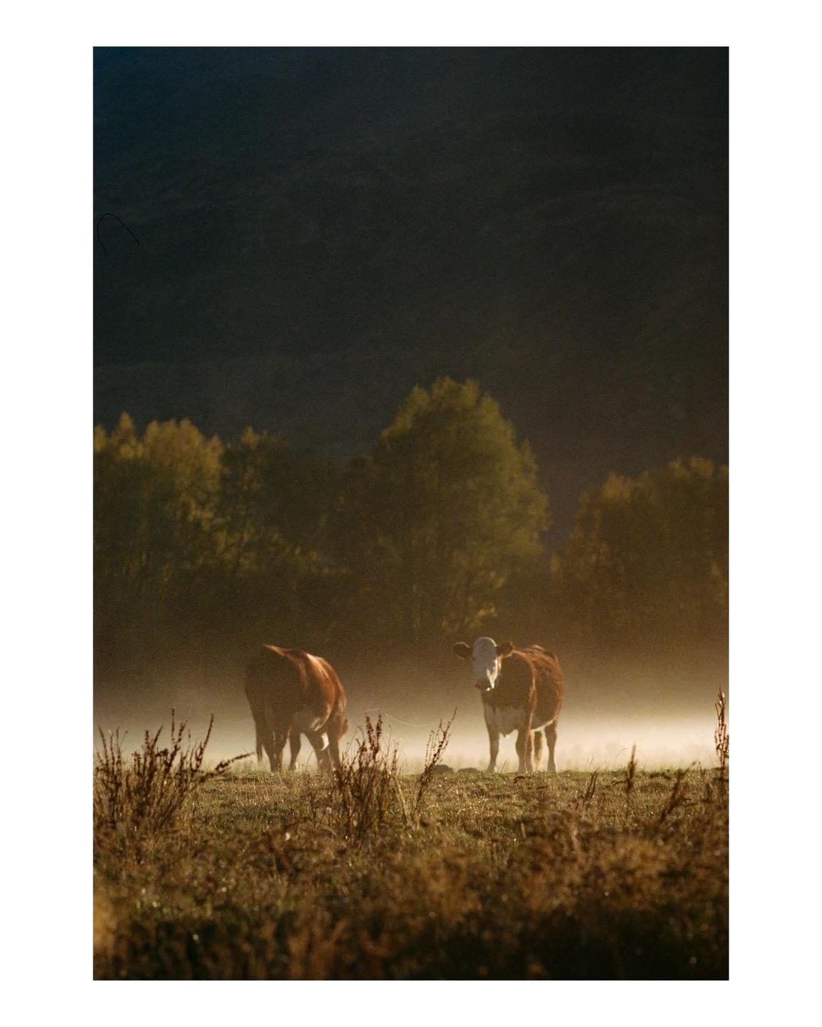 Two cows graze in a misty field with trees and a dark mountain in the background.