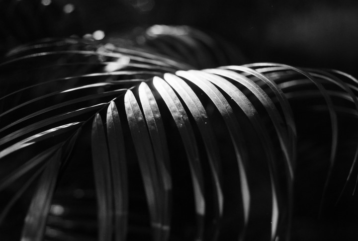 A close-up, black and white shot shows a palm frond with light hitting its leaves.