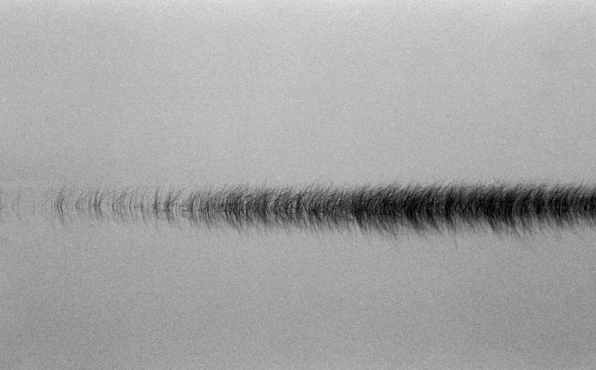 A line of reeds is reflected in the still water of a lake.