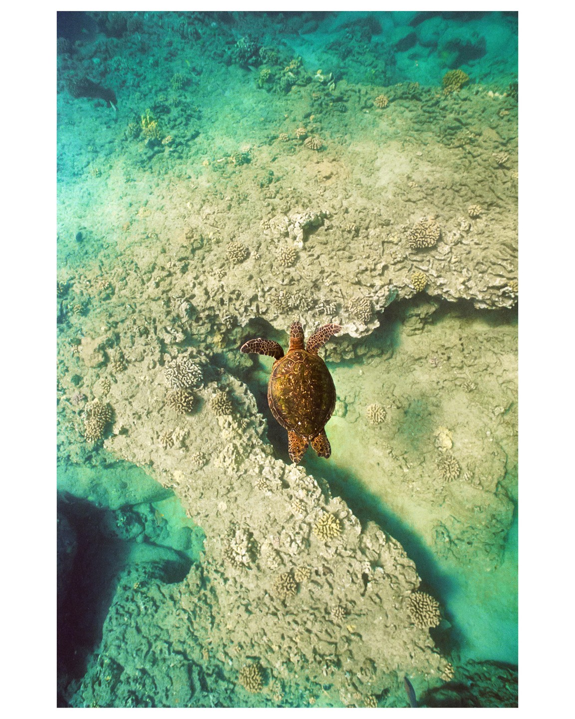 A sea turtle swims over a coral reef in clear turquoise water.