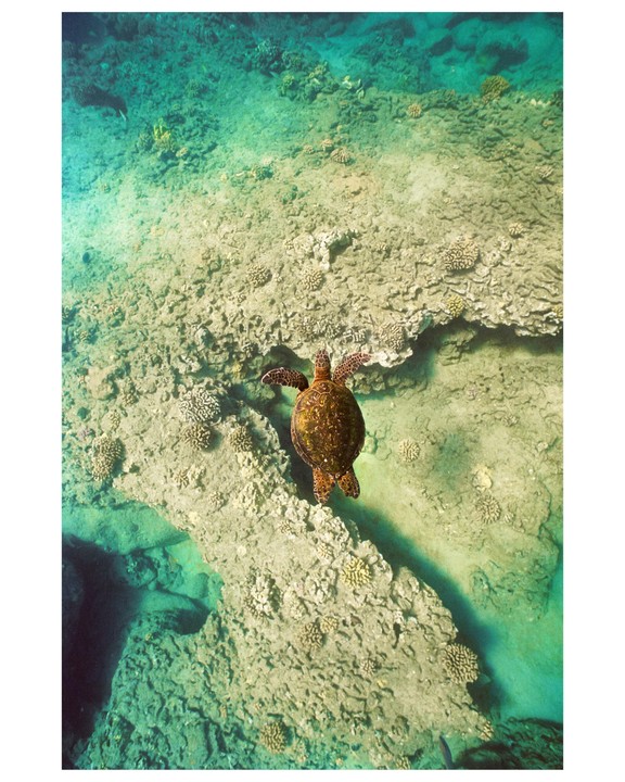 A sea turtle swims over a coral reef in clear turquoise water.