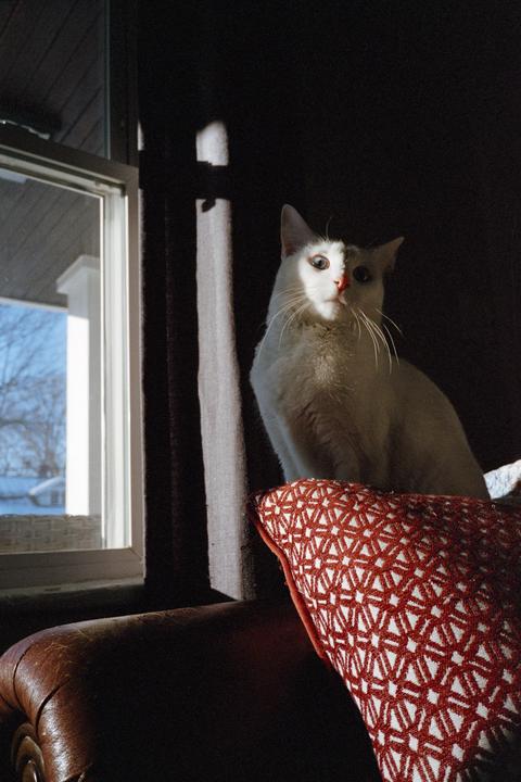 A white cat sits on a patterned cushion next to a window, with sunlight illuminating its face.