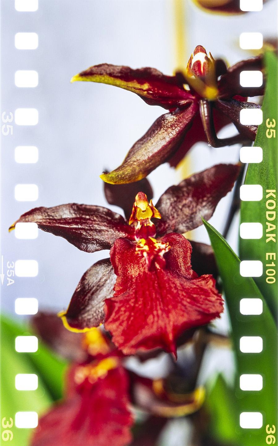 A red and yellow orchid is in focus with a film border on the left and right sides of the image.
